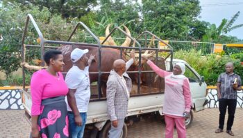 Hajat Uzeiye Namyalo hands over cows to Hajji Kiyimba as RDC looks on